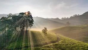 Munnar Misty Meadows